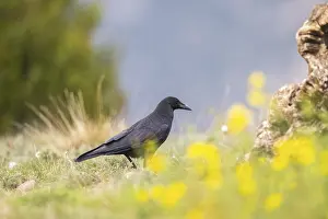 Common raven (Corvus corax) on a flowering meadow in autumn