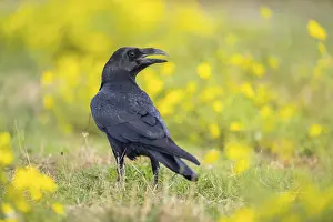 Common raven (Corvus corax) on a flowering meadow in autumn
