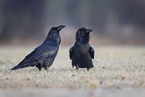 Common raven (Corvus corax) mating pair
