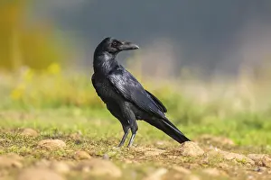 Common raven (Corvus corax) on a meadow in autumn
