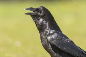 Common raven (Corvus corax), portrait