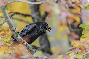 A common raven (Corvus corax) sits in an autumnal colored tree