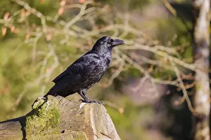 A common raven (Corvus corax) stands in bright sunlight on a log