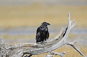 Common Raven (Corvus corax), Yellowstone National Park