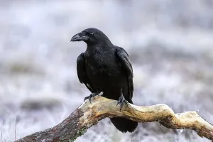 Common raven, northern raven (Corvus corax)