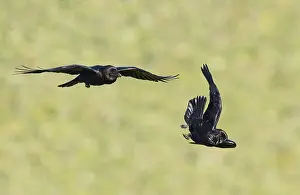 Common ravens (Corvus corax), flying games