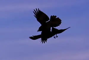 Common ravens (Corvus corax), flying games