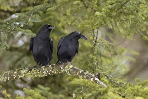 Common ravens (Corvus corax), pair sitting on branch