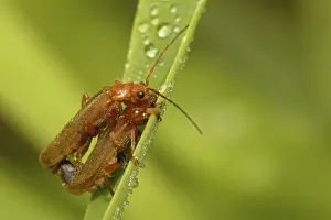 Common red soldier beetle (Rhagonycha fulva)