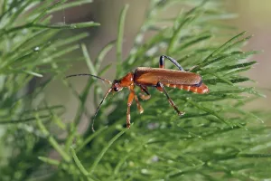 Common red soldier beetle (Rhagonycha fulva)