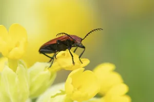 Common red soldier beetle (Rhagonycha fulva) adult insect on a Cowslip flower in spring