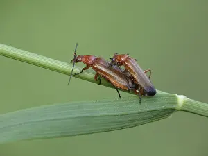 Common Red Soldier Beetle (Rhagonycha fulva) adult pair