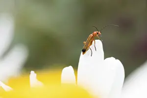 A Common red soldier beetle (Rhagonycha fulva) sitting on a white flower