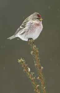 Common Redpoll (Acanthis flammea)