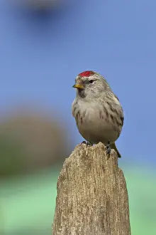 Common redpoll (Acanthis flammea) female