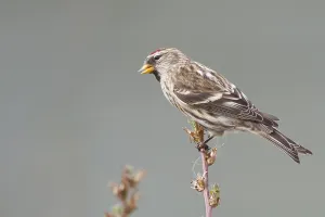 Common Redpoll - Taiga-BIrkenzeisig - Carduelis flammea flammea