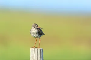 Common Redshank bird on pole