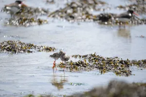 Common redshank together mating in the wadden sea