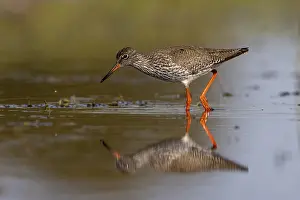 Common redshank (Tringa totanus)