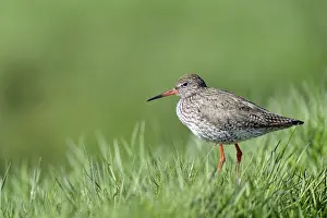 Common redshank (Tringa totanus)