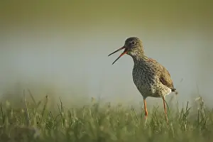 Common redshank (Tringa totanus)