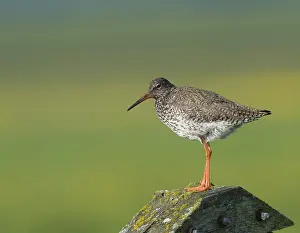 Common Redshank (Tringa totanus)