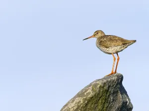 Common redshank (Tringa totanus)