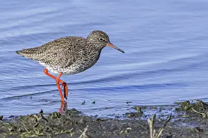 Common redshank (Tringa totanus)