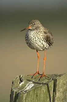 Common Redshank (Tringa totanus)