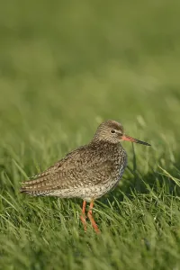 Common Redshank (Tringa totanus)