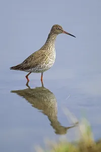 Common Redshank (Tringa totanus)