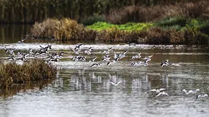 Common Redshank, Tringa totanus