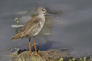 Common Redshank (Tringa totanus) adult