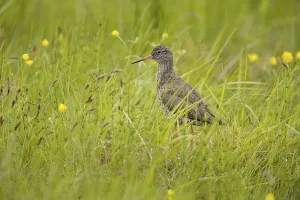 Common redshank (Tringa totanus) adult