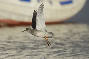 Common redshank (Tringa totanus) adult wading bird taking off in flight