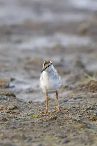 Common Redshank (Tringa totanus) chick