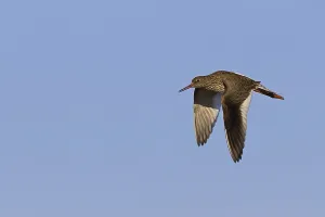 Common Redshank (Tringa totanus) in flight