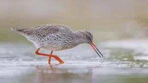Common Redshank (Tringa totanus) foraging