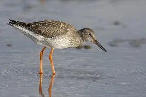Common Redshank (Tringa totanus) foraging in the mudflats during the autumn migration