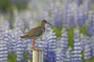 Common redshank (Tringa totanus robusta) perched on wooden fence post along meadow in summer