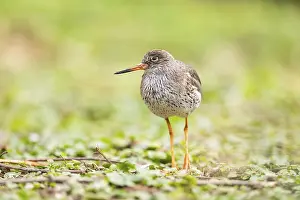 Common redshank (Tringa totanus) walking on a meadow
