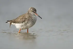 Common Redshank (Tringa totanus) walking in shallow water