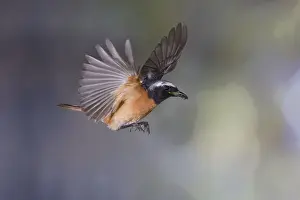 Common redstart (Phoenicurus phoenicurus)