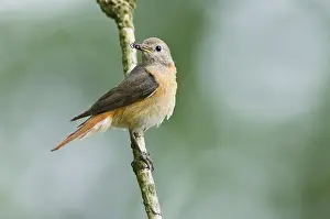 Common redstart (Phoenicurus phoenicurus)