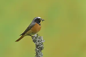 Common redstart (Phoenicurus phoenicurus)