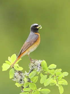 Common redstart (Phoenicurus phoenicurus)