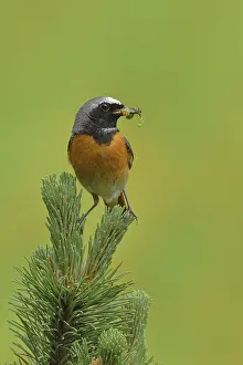 Common redstart (Phoenicurus phoenicurus)