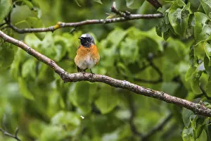 Common redstart (Phoenicurus phoenicurus)