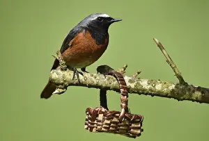 Common redstart (phoenicurus phoenicurus) on a branch