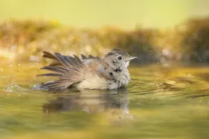 Common redstart (Phoenicurus phoenicurus) female bathing at a water pool